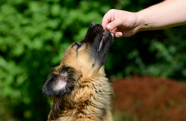 How to use dog treats to train your dog